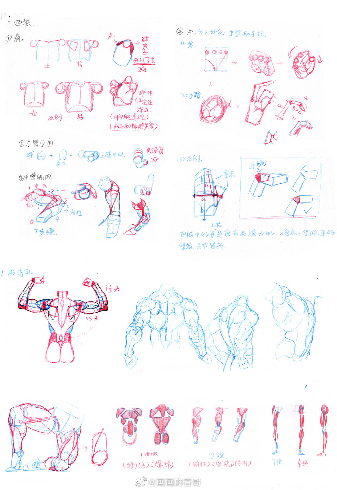 画画的春哥人体基础结构2021年完结