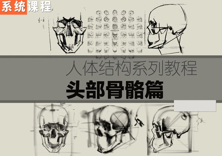 祝凯素描课程·硬性知识·头部骨骼【画质清晰】